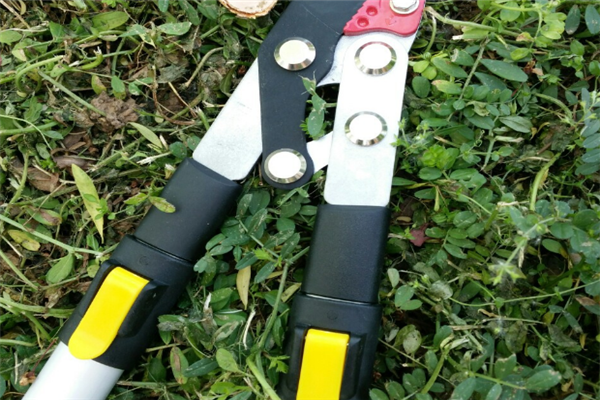 圖片展示 圖片展示