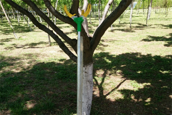 圖片展示 圖片展示